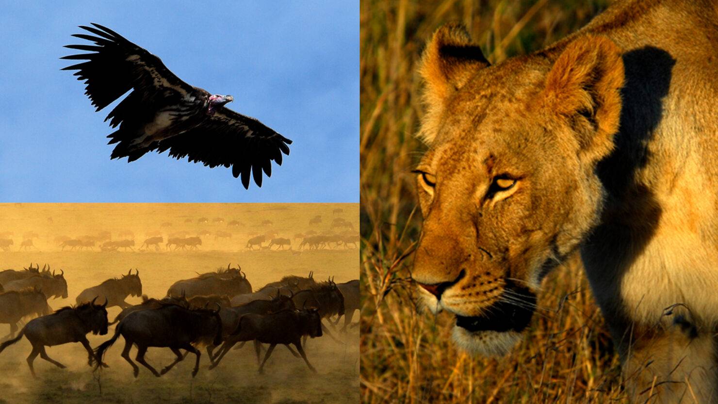 070820-drommen-om-serengeti – Anders Hanser Produktion AB Drömmen om Serengeti Anders Hansers 30årsjubileumsbildspel